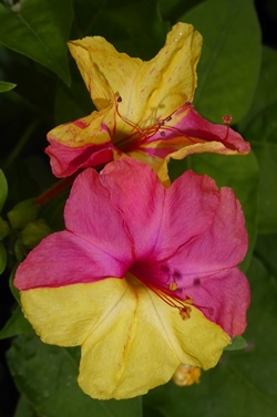 Marbles Yellow & Red Four O'Clock, Marvel of Peru, Beauty of the Night, Mirabilis jalapa 'Marbles Yellow & Red'